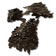 Torso Fungus