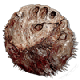 Skinstealer Shield
